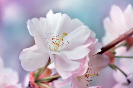 Japanische Kirschblüte/12900408