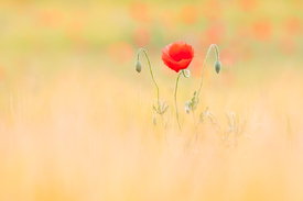 zarte Mohnblüte/12907531