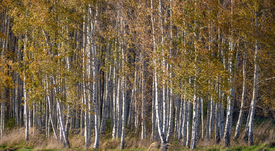 Birkenwald/12908327