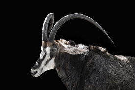 Rappenantilope/12908883