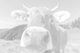 Das Gesicht des Allgäu/12908890