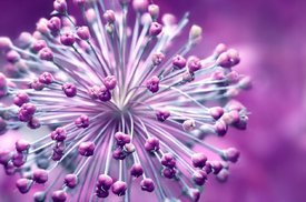 Allium/12908896