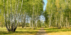 Birkenwald/12908899