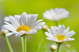 Margeriten/12908910