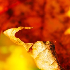 herbstblatt/12908950
