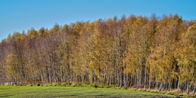 Birkenwald/12908960