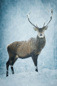 december romance II/12913411