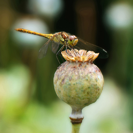 Libelle/12913666