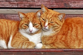 Schmusekatzen/12913931