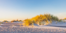 Abendsonne in den Dünen /12914001