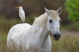Camargue-Pferd mit Kuhreiher/12914186