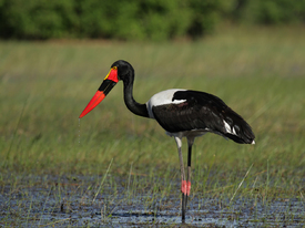 Sattelstorch/12914190