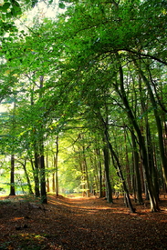 Rügens Wälder/12914225