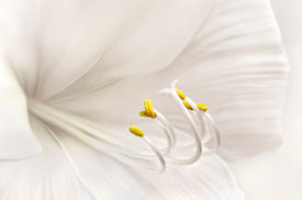 Amaryllis /12914250