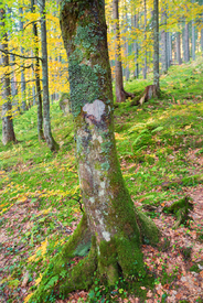 Waldliebe/12914277