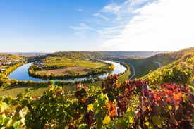 Weinberge und die Neckarschleife bei Mundelsheim/12915242