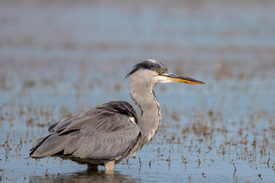 Graureiher in der Camargue/12916582