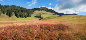 Stelsersee im Prättigau Herbstlandschaft/12916589