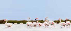 Flamingos in der Camargue/12918400