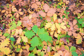 Junge Roteichen Sämlinge im Herbst/12918414