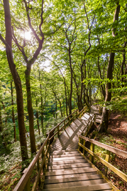 Weg durch den Wald auf der Insel Mön in Dänemark/12918424