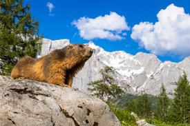 Murmi II - Alpenmurmeltier vor Bergkulisse/12918811