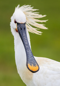 Die Frisur sitzt - Löffler im Porträt/12918819