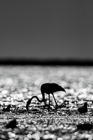 Flamingo im Gegenlicht/12919044
