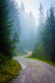 Waldweg im Nebel/12919554