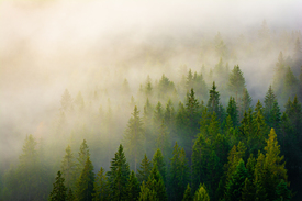Nebelwald in den Alpen/12919560
