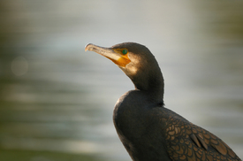 Ein Kormoran im Sonnenlicht am Wasser/12919813
