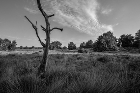 abgestorbener Baum in einer Heidelandschaft/12920050
