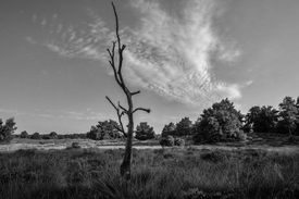abgestorbener Baum in der Westruper Heide/12920052