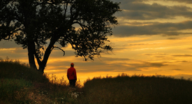 Wanderer bei Sonnenuntergang unter einsamen Baum/12920078