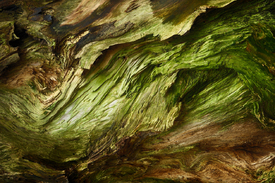 Textur einer Rinde eines alten Baumes/12920080