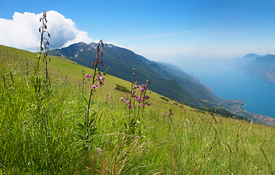 Türkenbund Lilien am Monte Baldo Italien/12920582