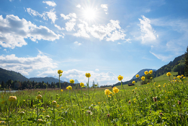 Trollblumenwiese mit Frühlingssonne/12920585