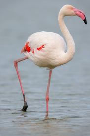 Rosaflamingo/12920772