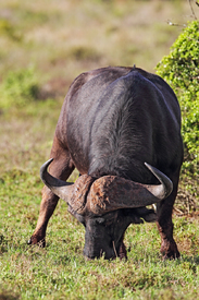 Afrikanischer Büffel/12920775