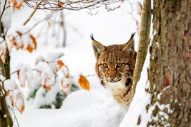 Luchs im Winter/12920777