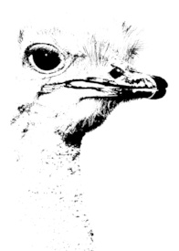 Vogel Strauss mixed media/12920812