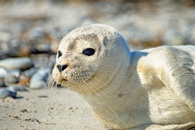 Kleine Robbe/12921062