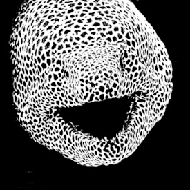 Muräne monochrome/12921063