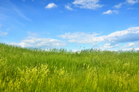Grünes Gras und blauer Himmel/12921342