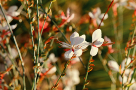Gaura lindheimeri/12921402