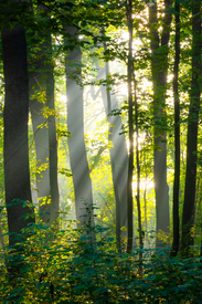 Sonnenstrahlen im Wald - Dieskauer Park/12921518