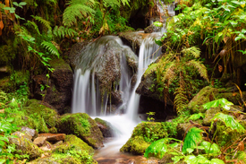 Burgbachwasserfall - Schwarzwald/12921565
