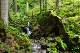 Burgbachwasserfall - Schwarzwald/12921569