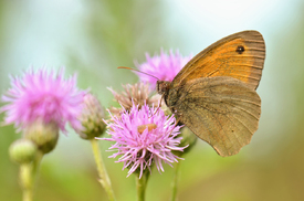 Schmetterling/12921574