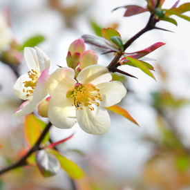 Japanische Zierquitte/12921621